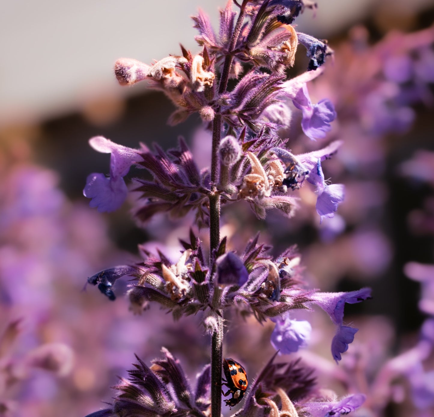 PLUMP - Botanical Hyaluronic Acid Serum