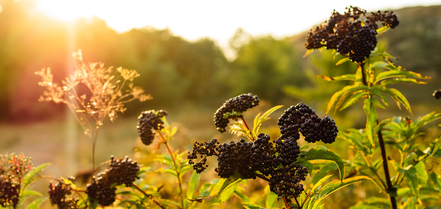 BARE - Elderberry + Apple AHA Toner